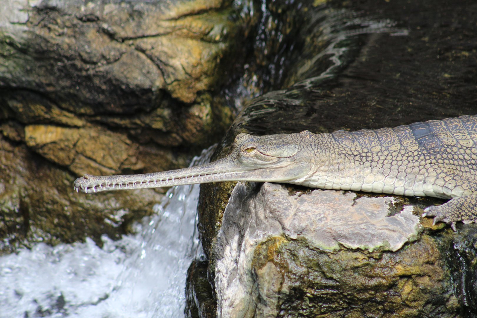 Indian Gharial