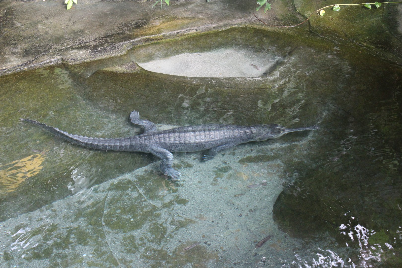 Indian gharial
