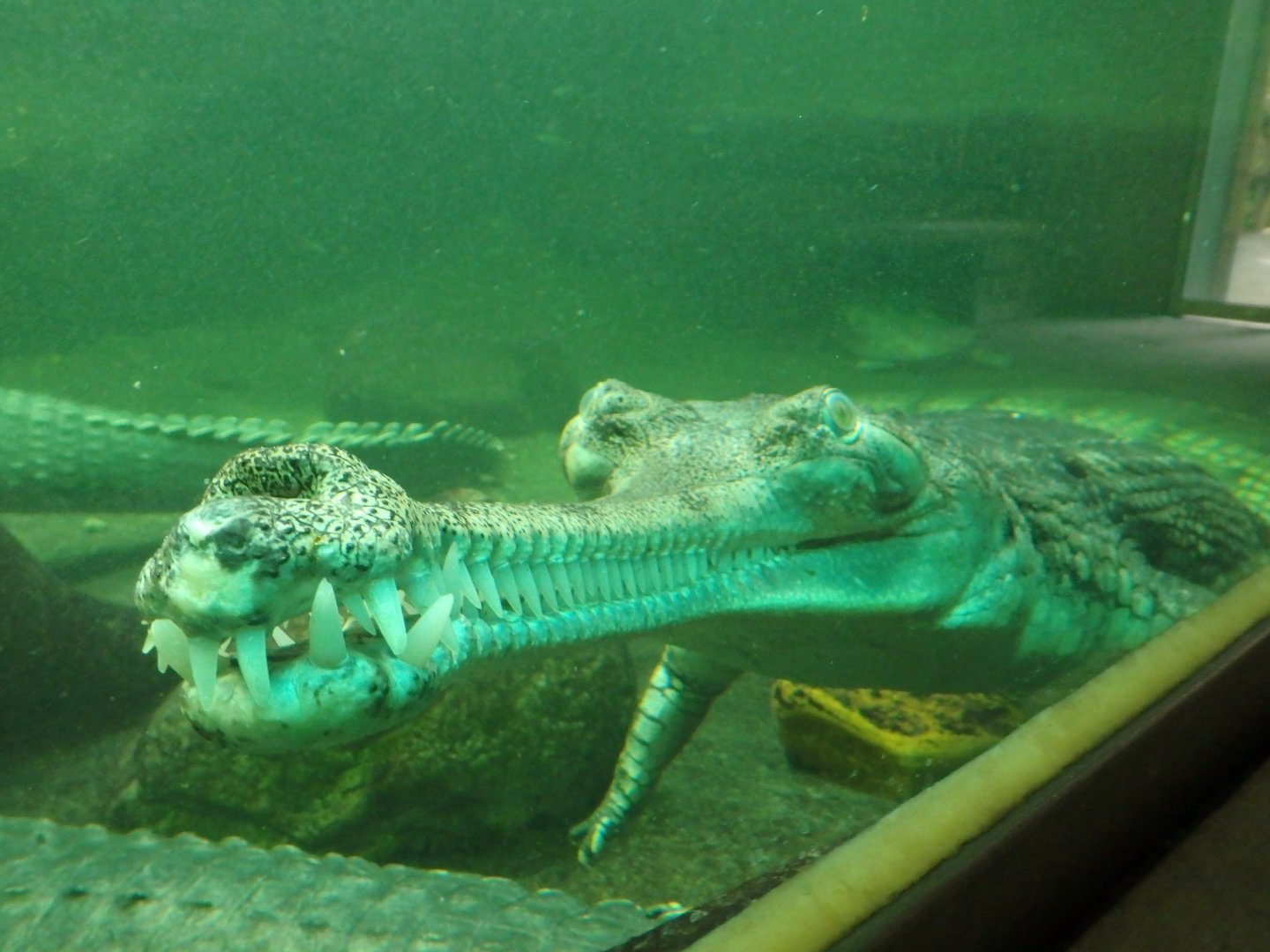 Indian Gharial