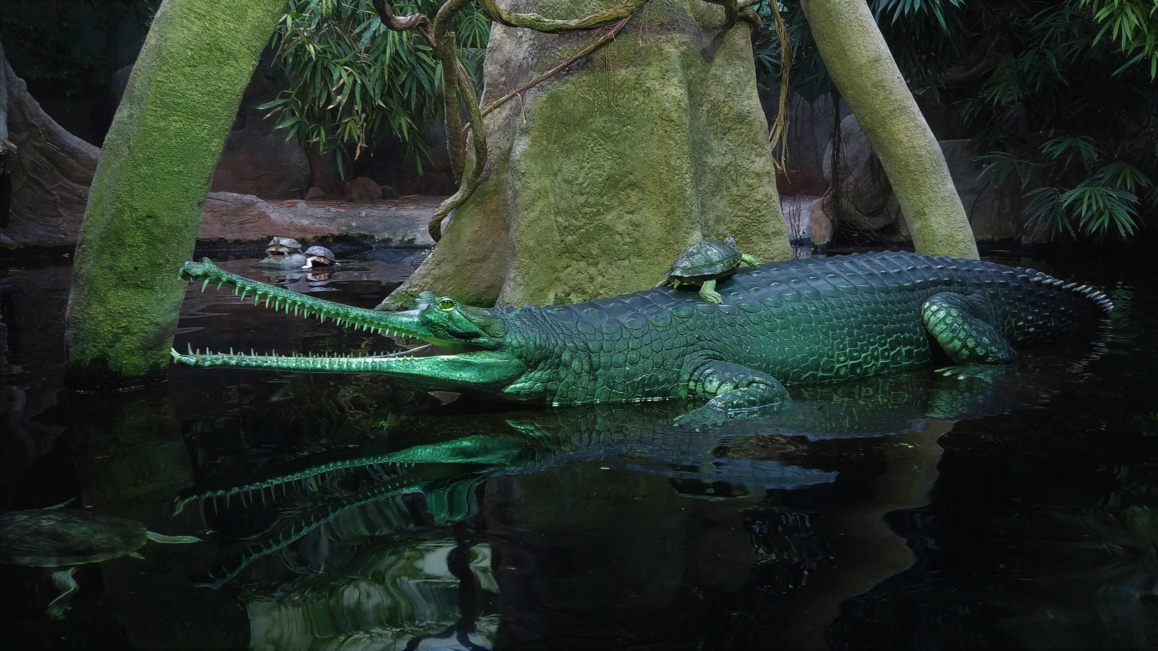 Indian Gharial