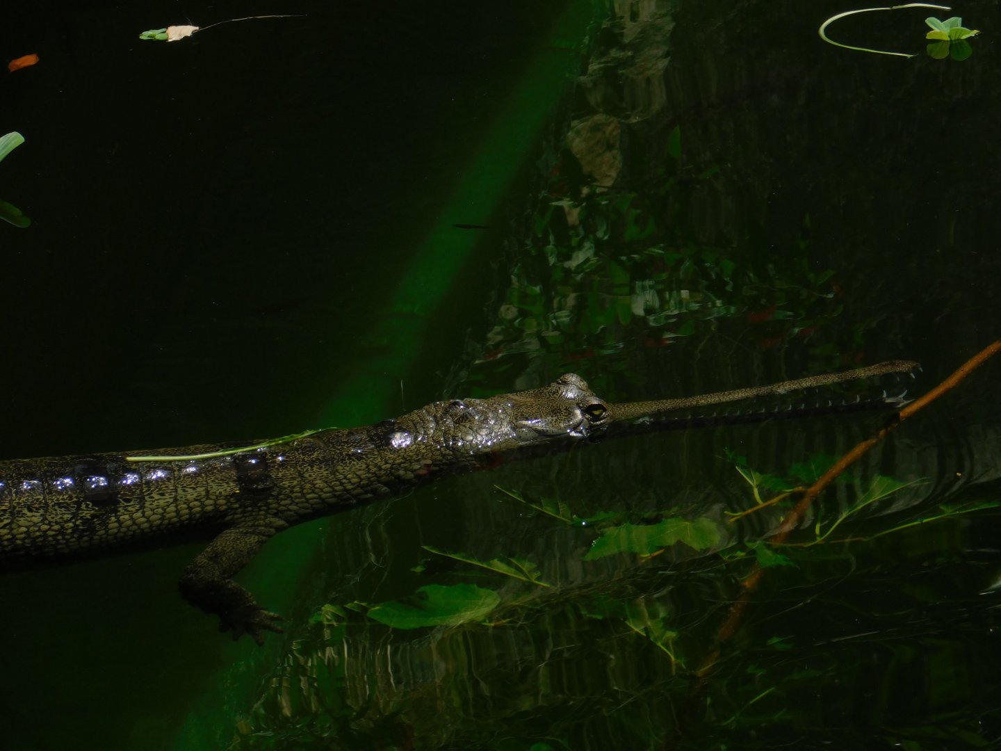 Indian Gharial