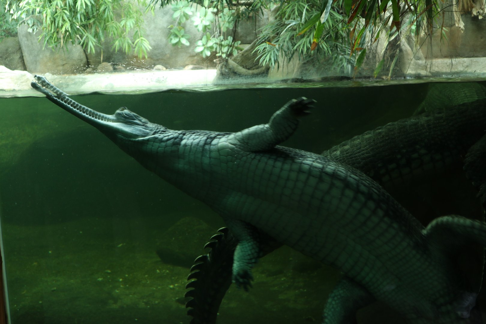Indian Gharial