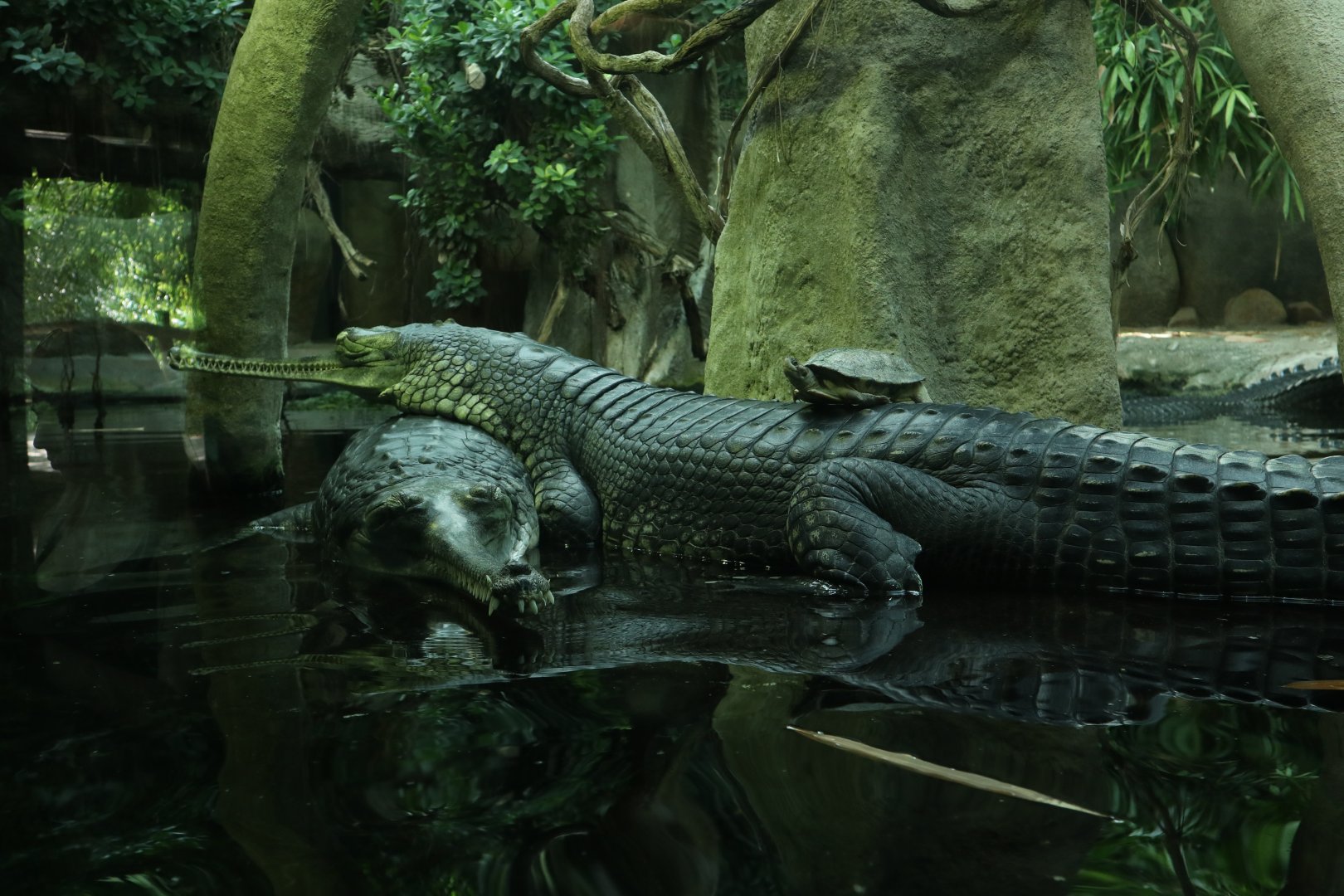 Indian Gharial
