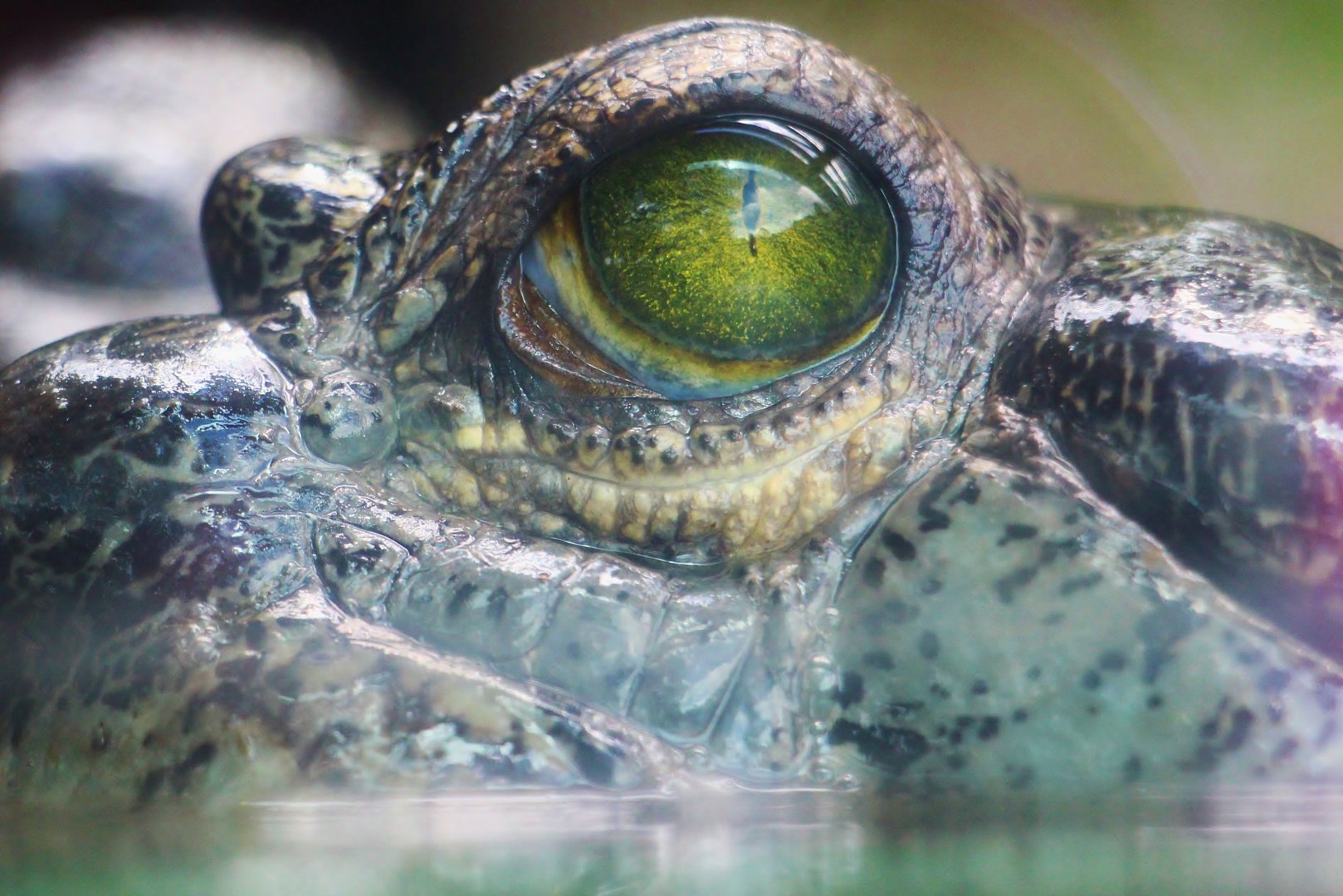 Indian Gharial