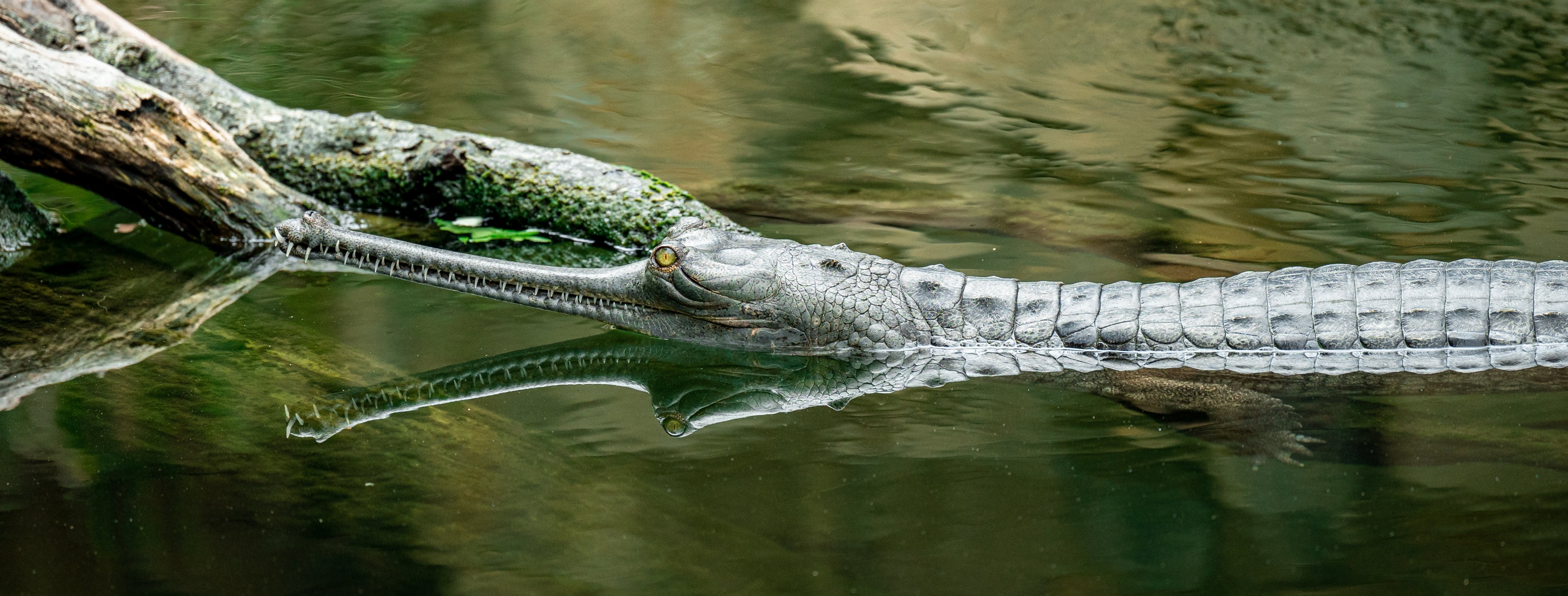 Indian Gharial
