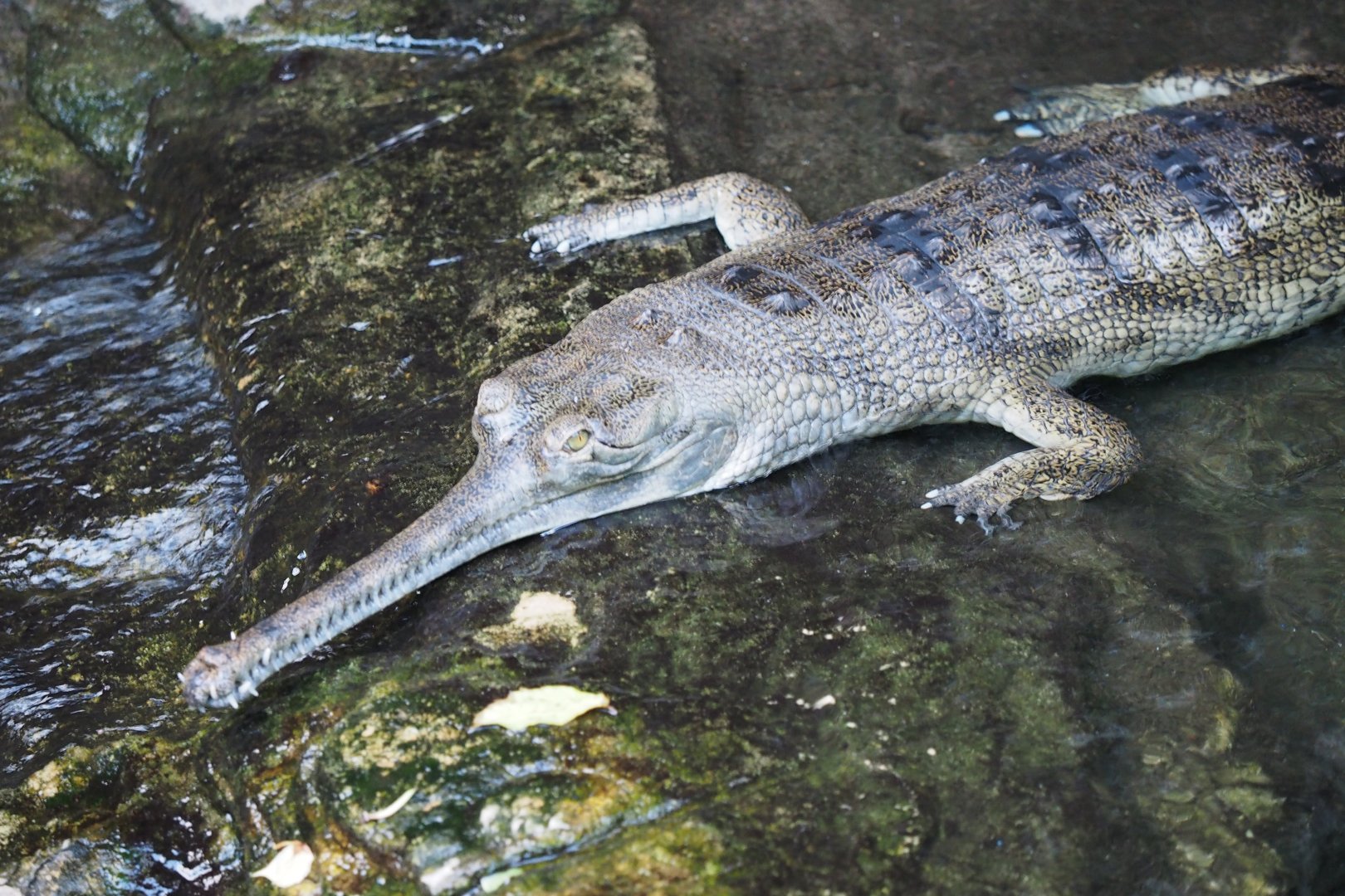 Indian gharial