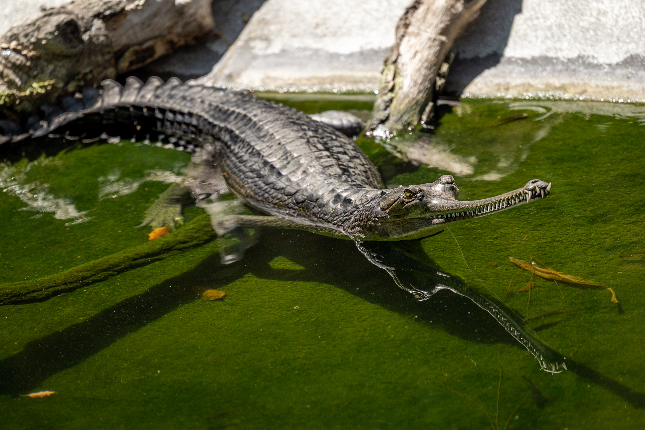 Indian Gharial