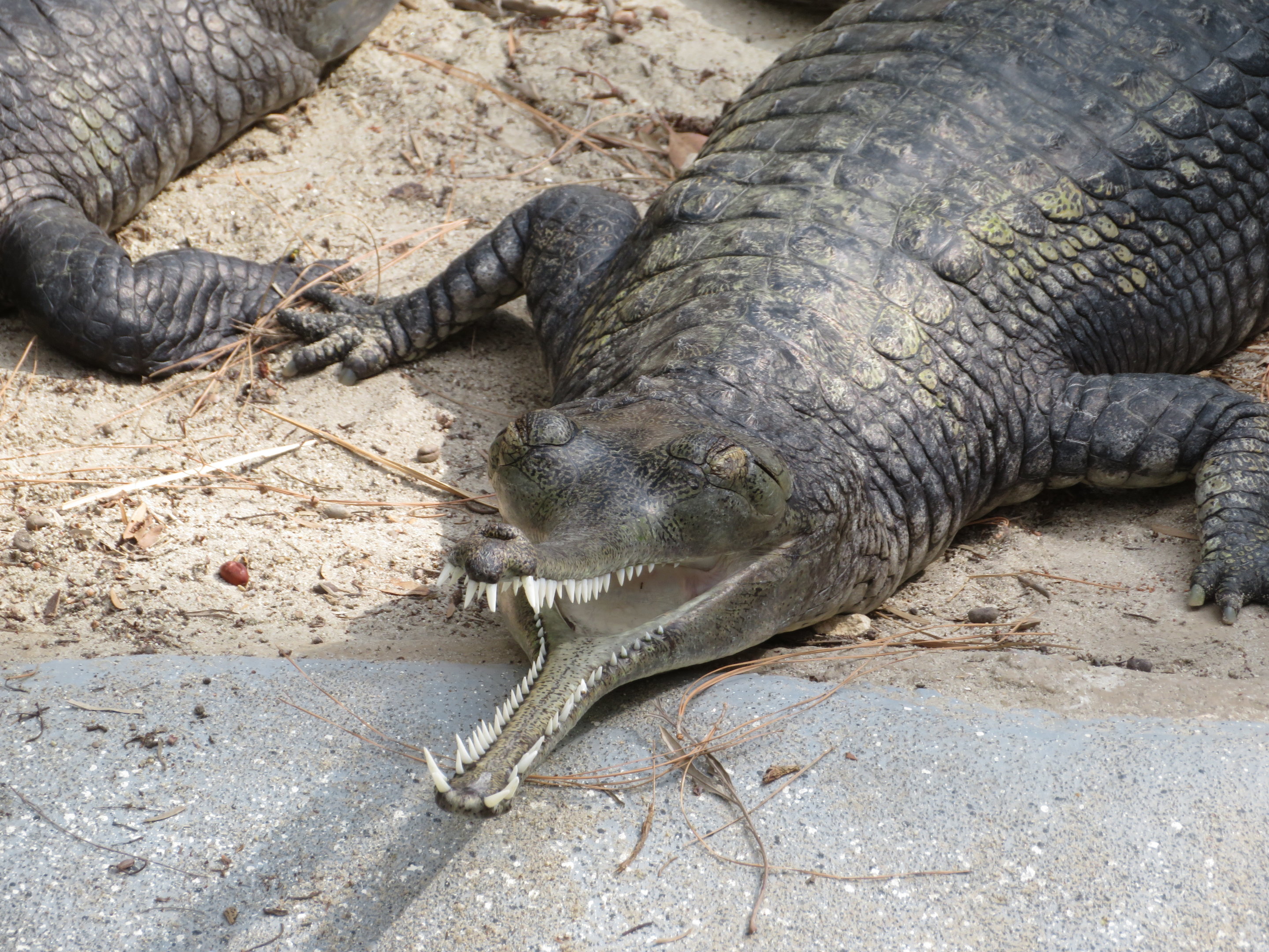 Indian Gharial