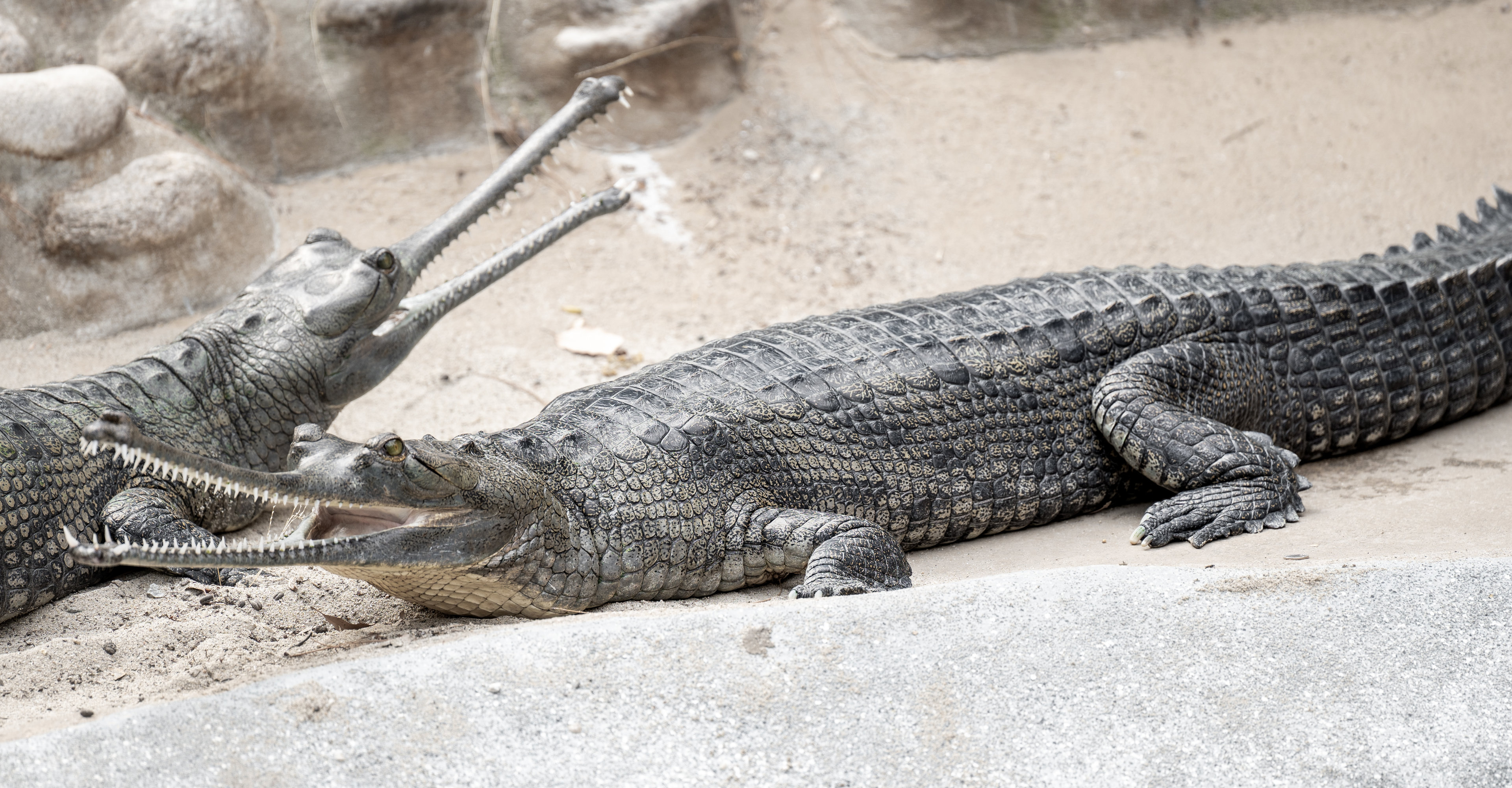 Indian Gharial