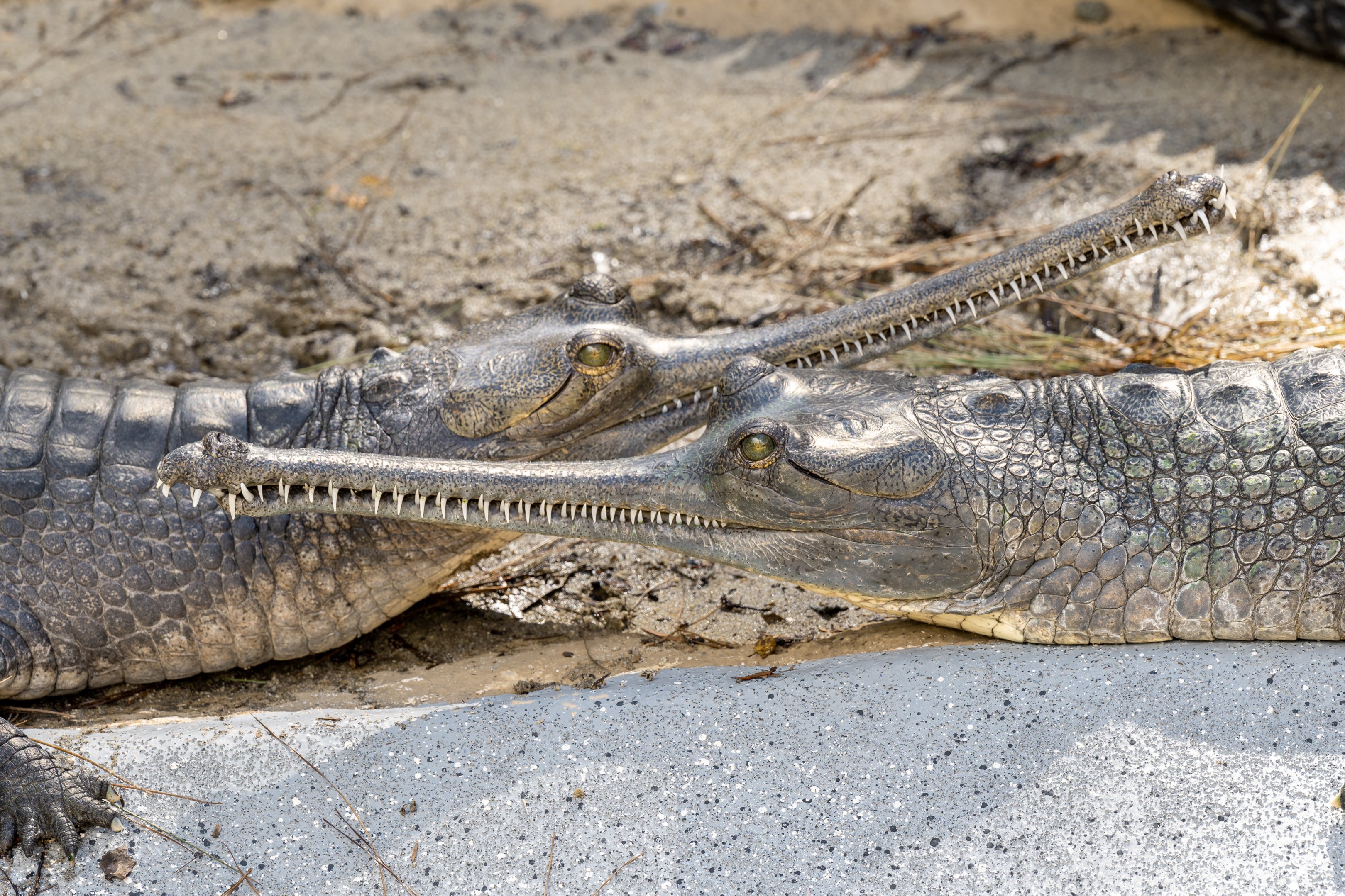 Indian Gharial