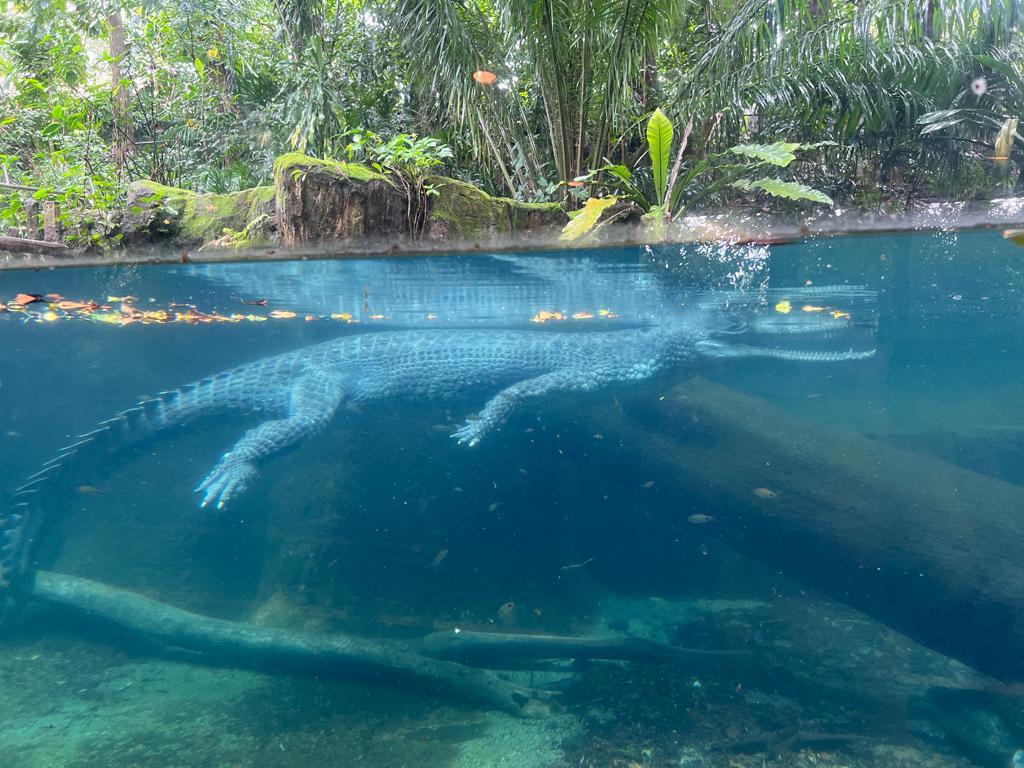 Indian gharial