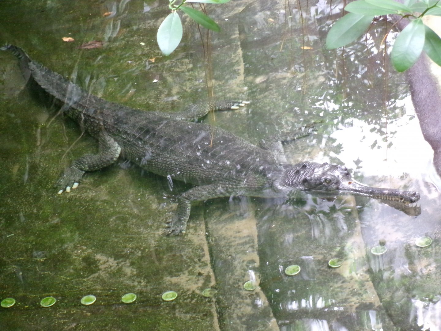 Indian gharial