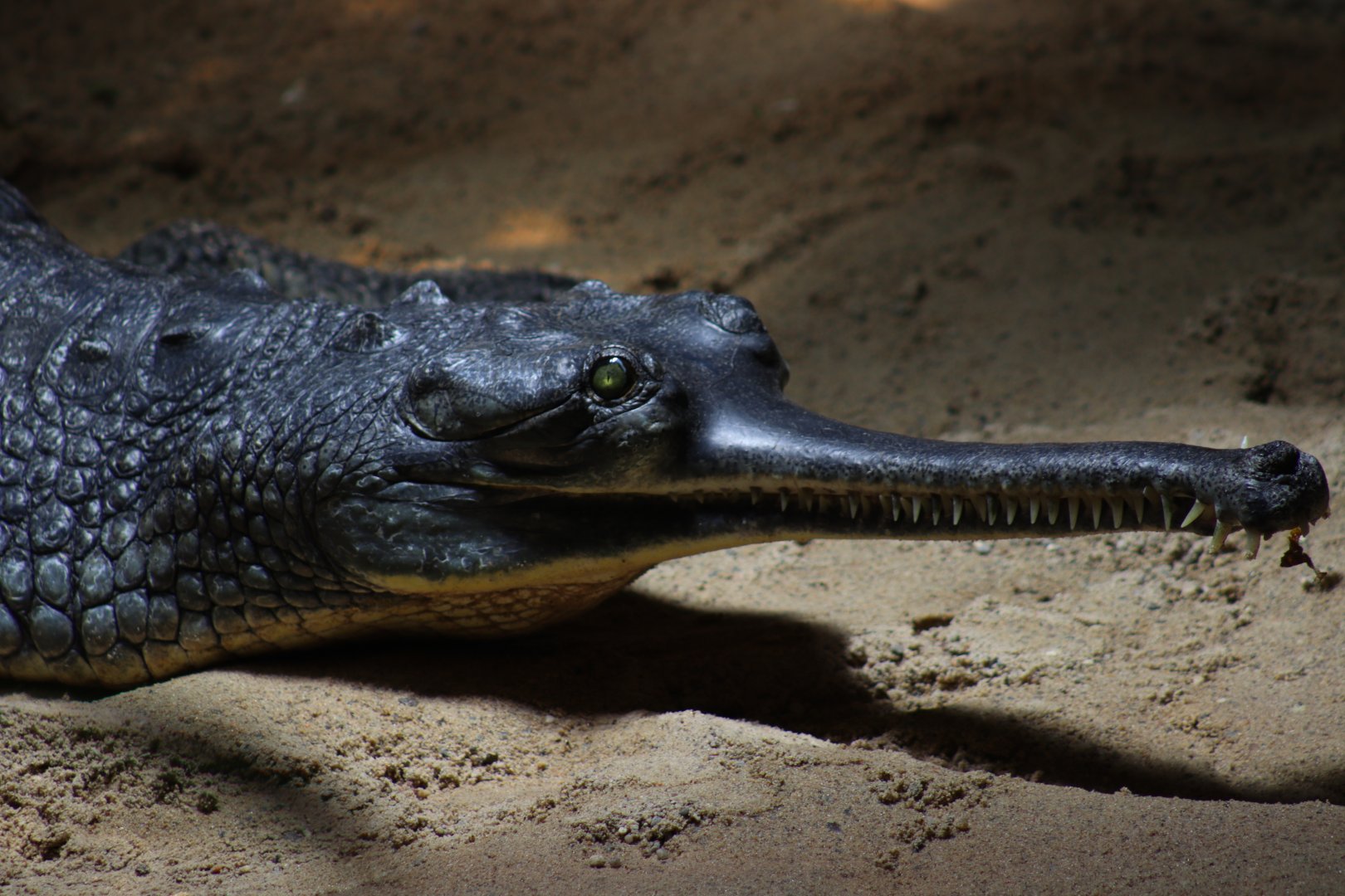 Indian Gharial