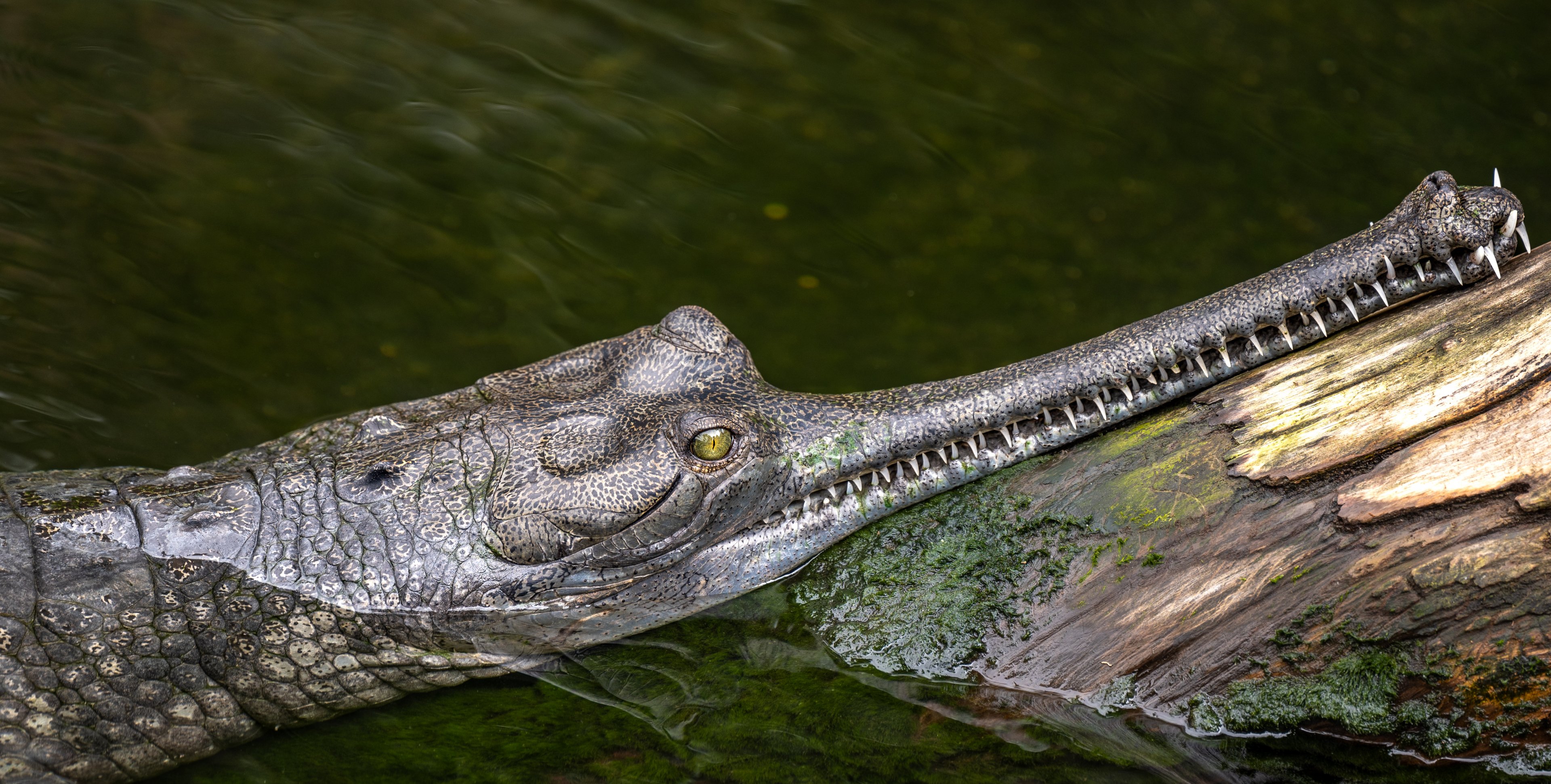 Indian Gharial