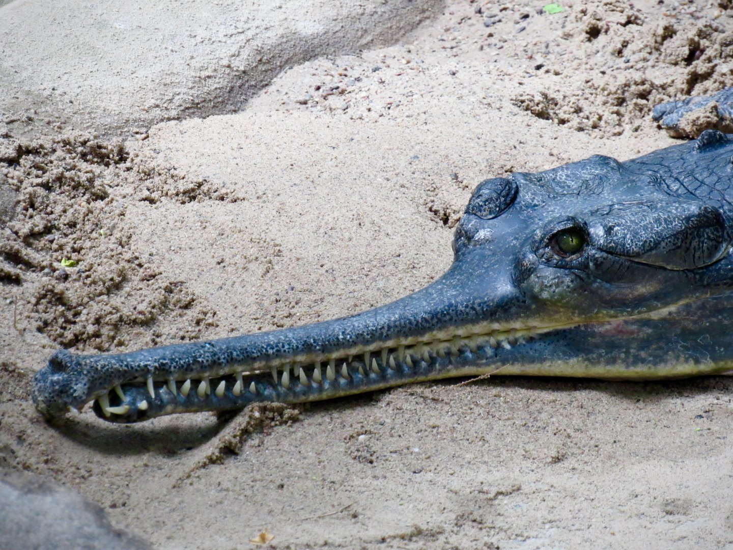 Indian gharial