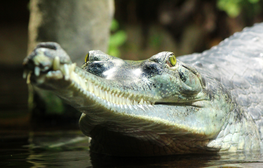 Indian Gharial