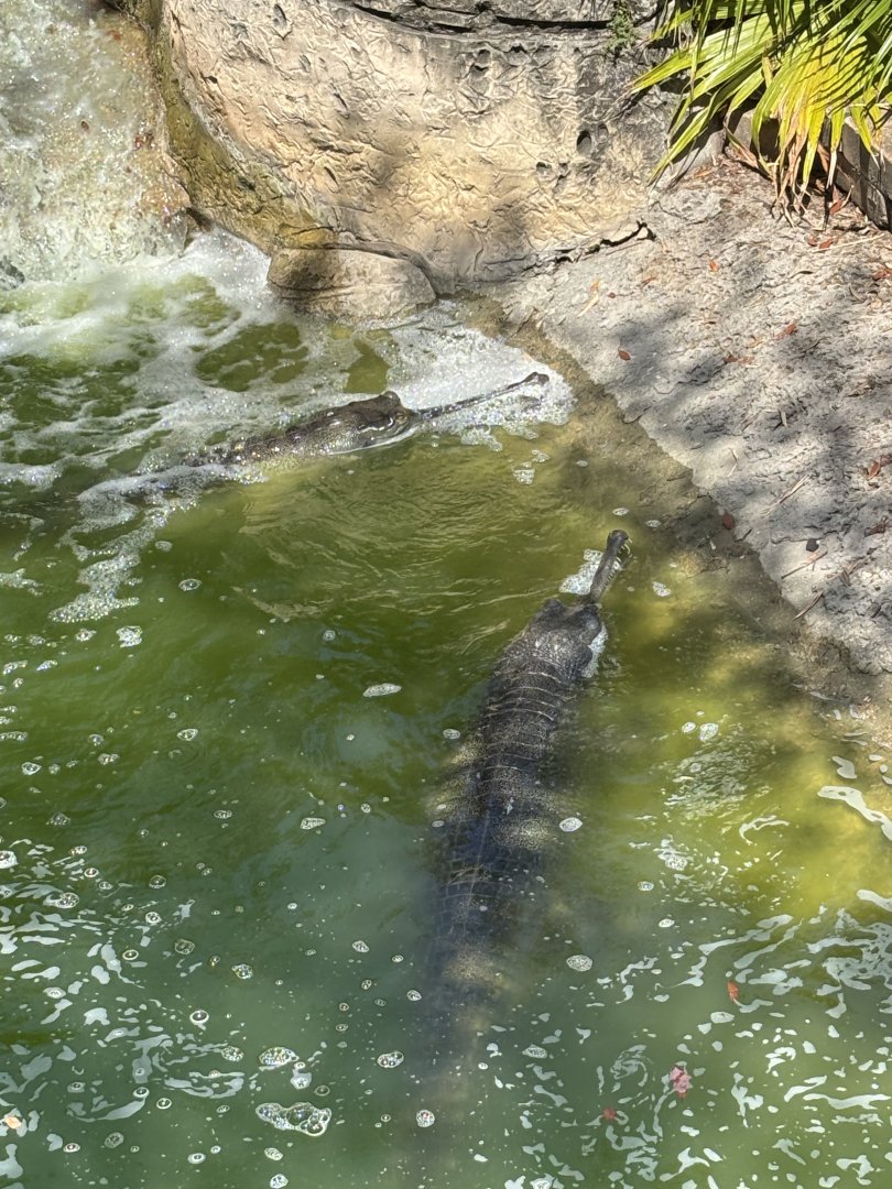 Indian Gharials - 5/27/2025