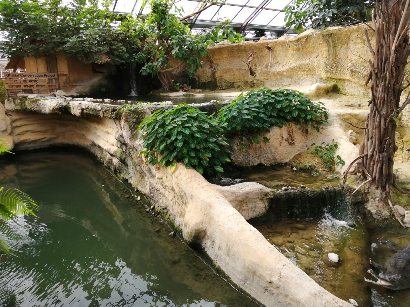 Indian Gharials exhibit