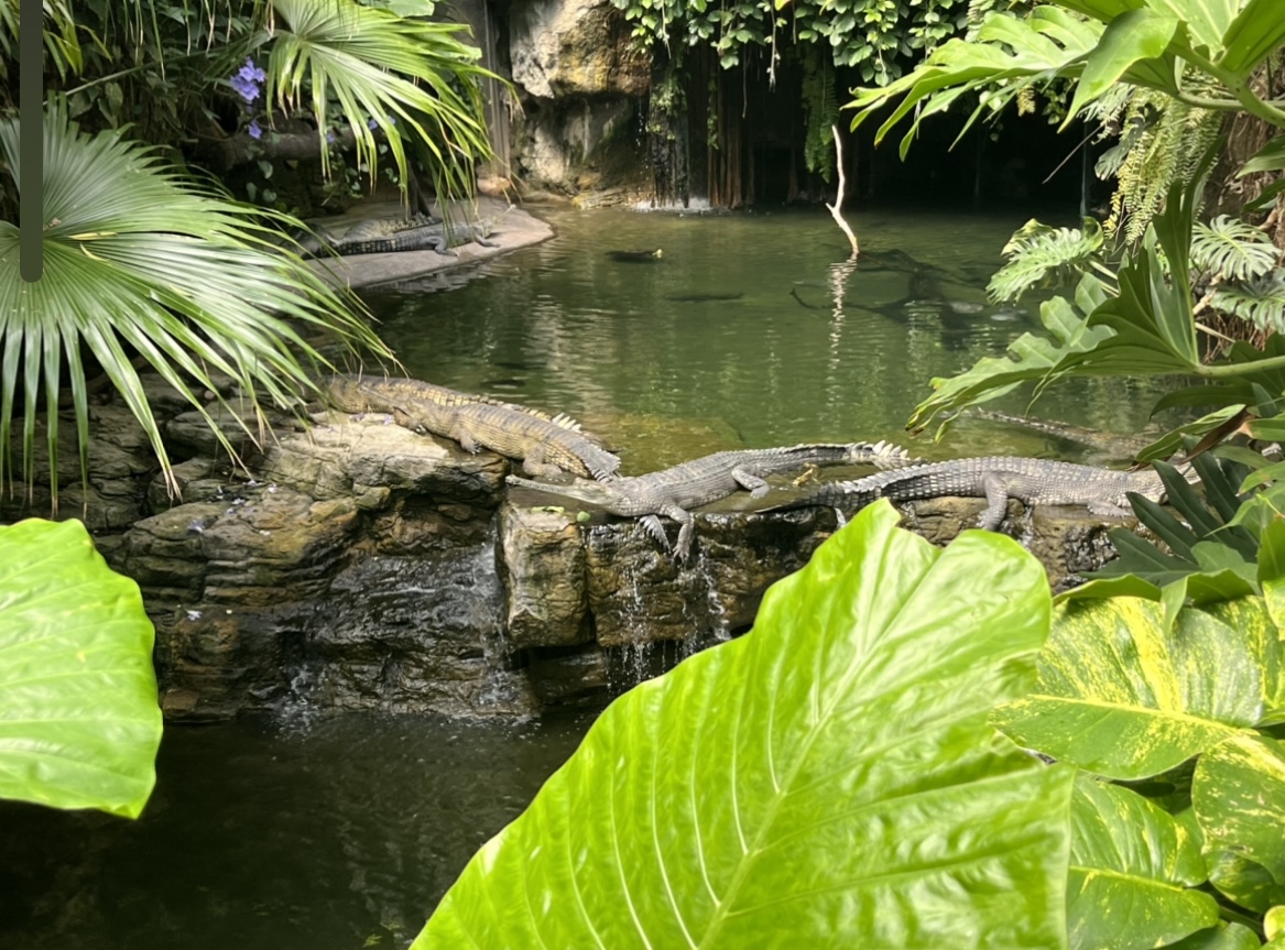 Indian Gharials(July 2022)