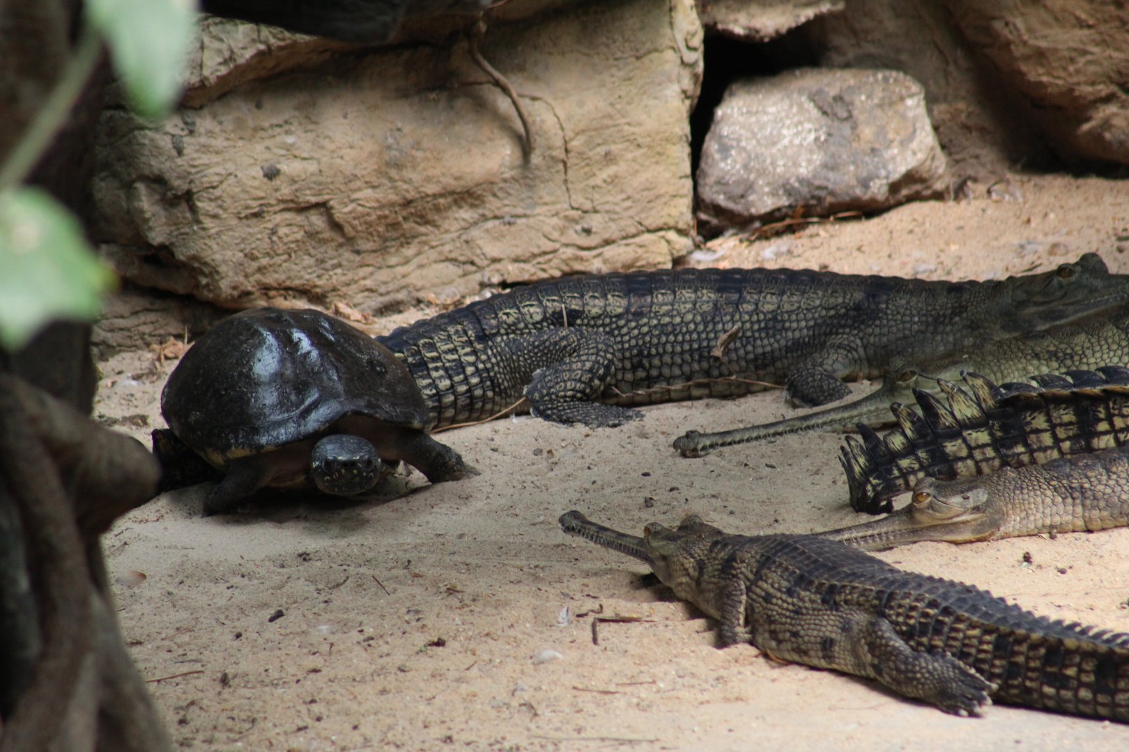 Indian Gharials & Turtle sp.