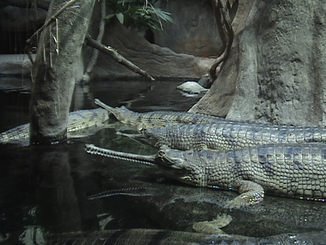 Indian Gharials