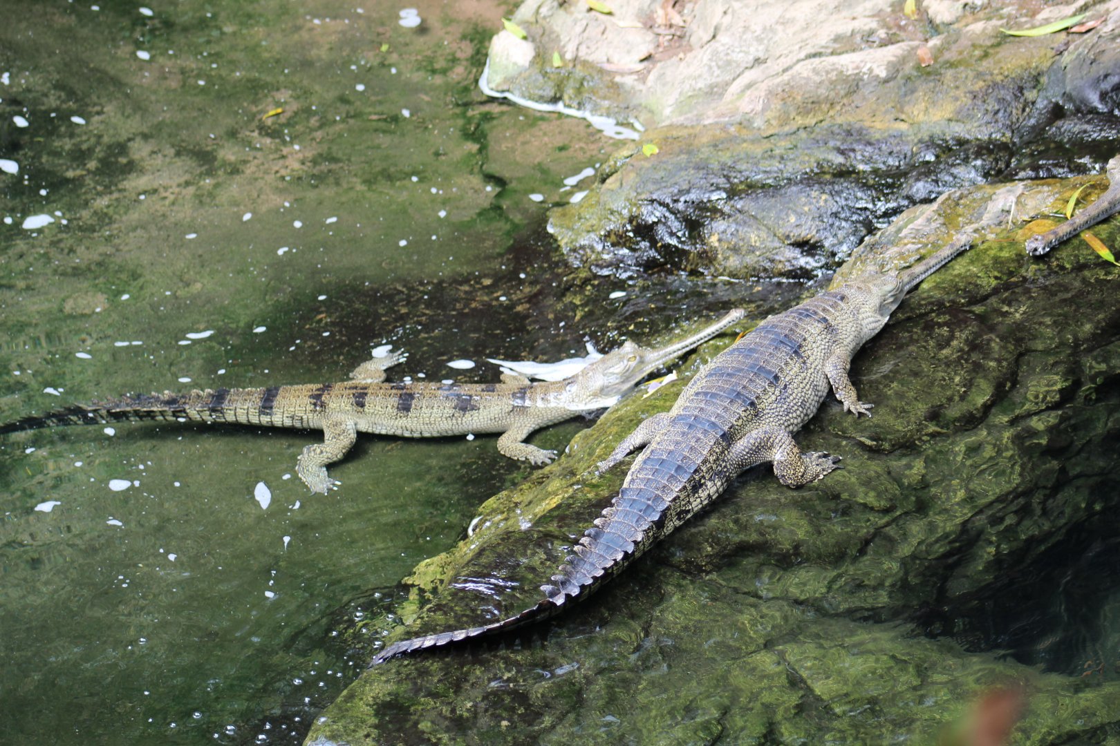 Indian Gharials