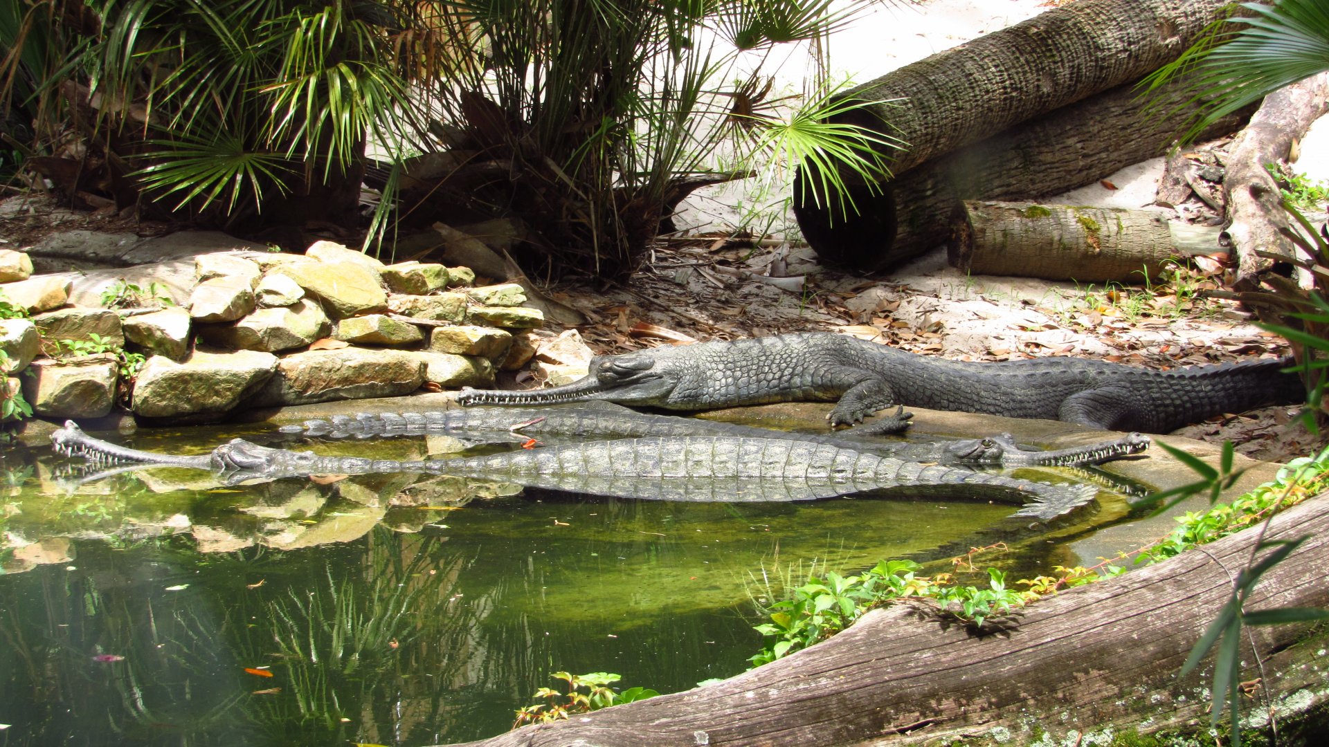 Indian Gharials
