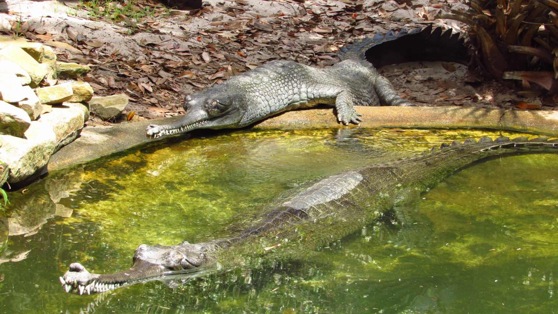Indian Gharials