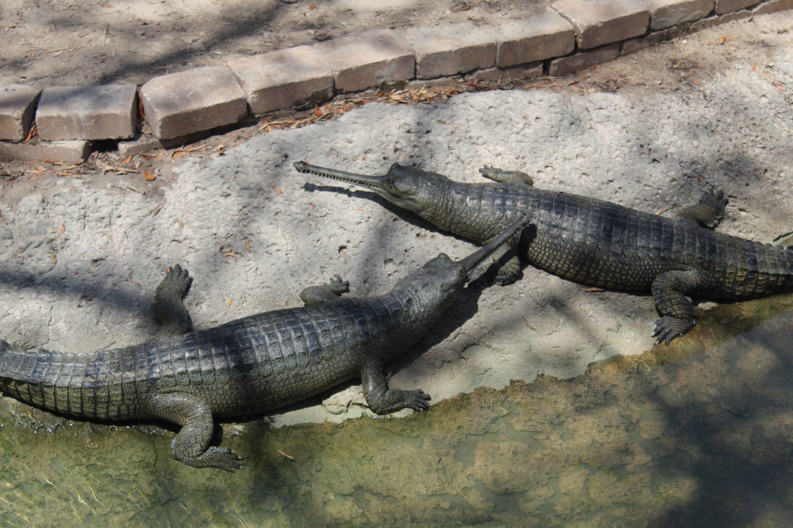 Indian Gharials