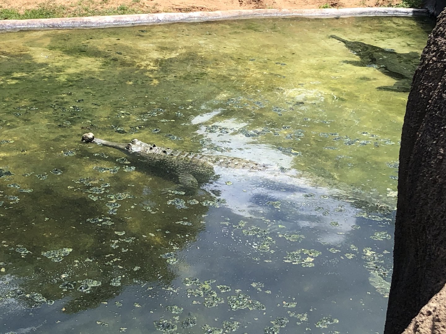 Indian gharials