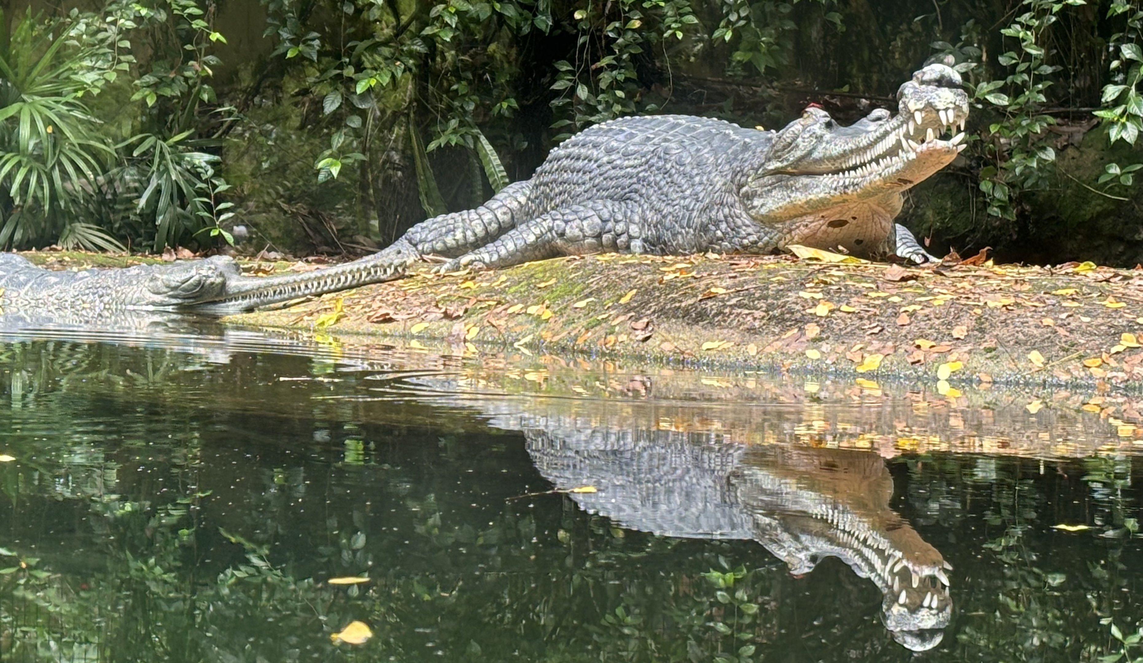 Indian Gharials