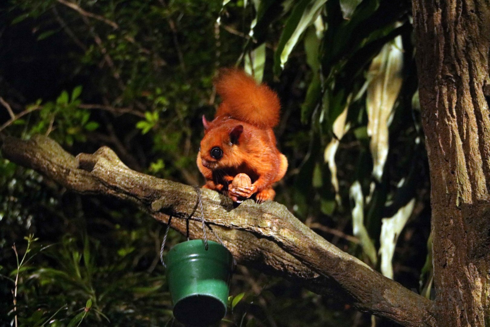 Indian giant flying squirrel, July 2016