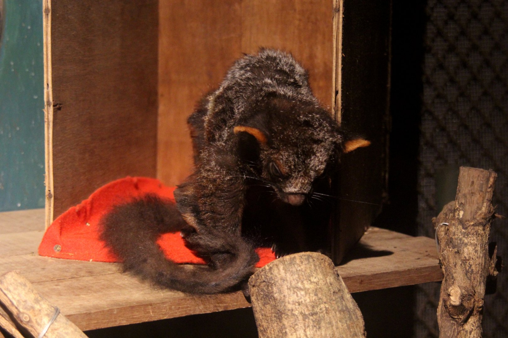 Indian giant flying squirrel (Petaurista philippensis)