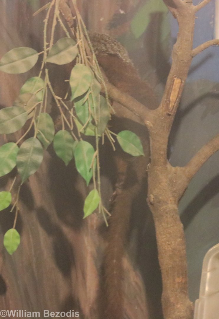 Indian Giant Flying Squirrel