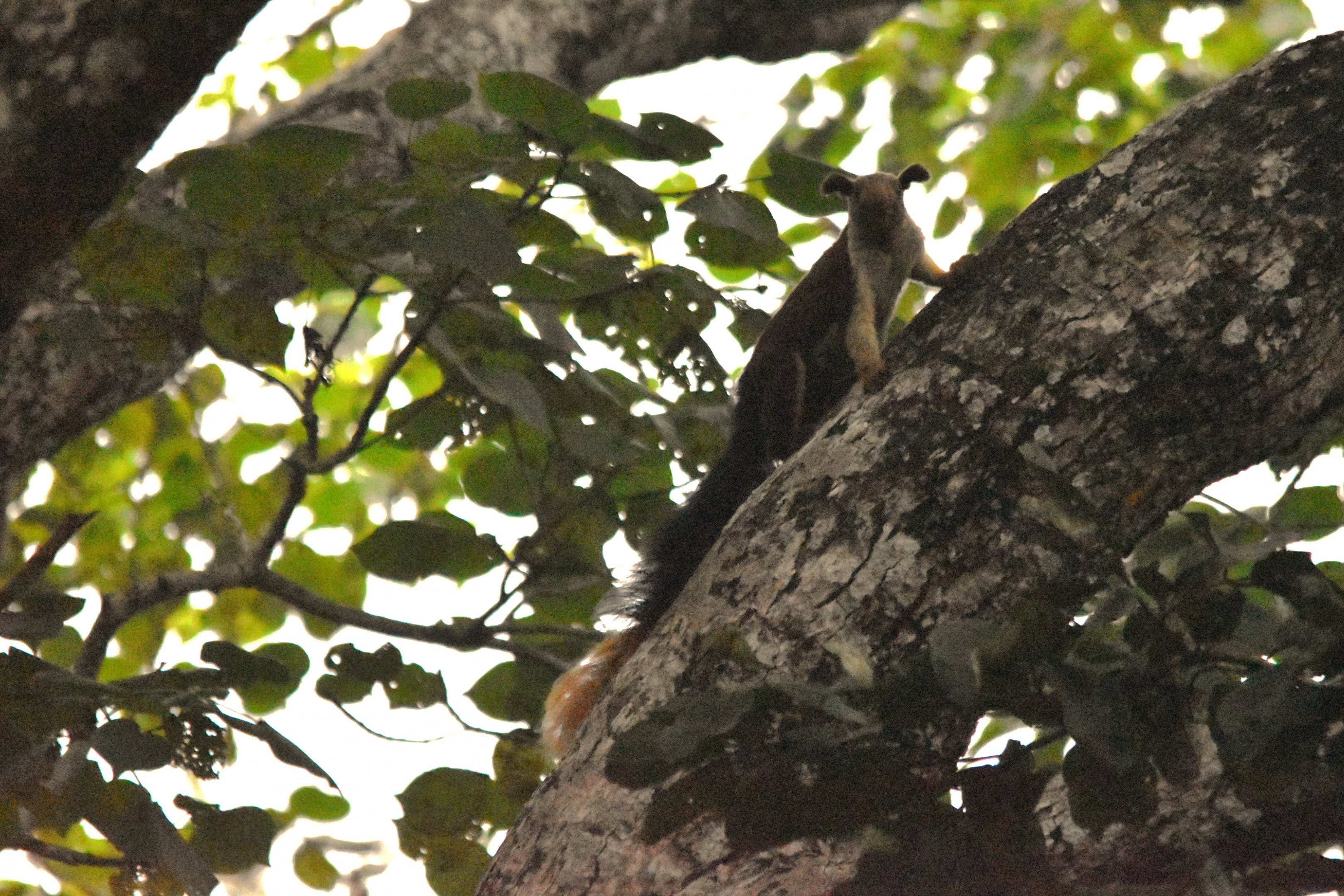 Indian Giant Squirrel, Nagarahole Tiger Reserve, 22nd November 2024