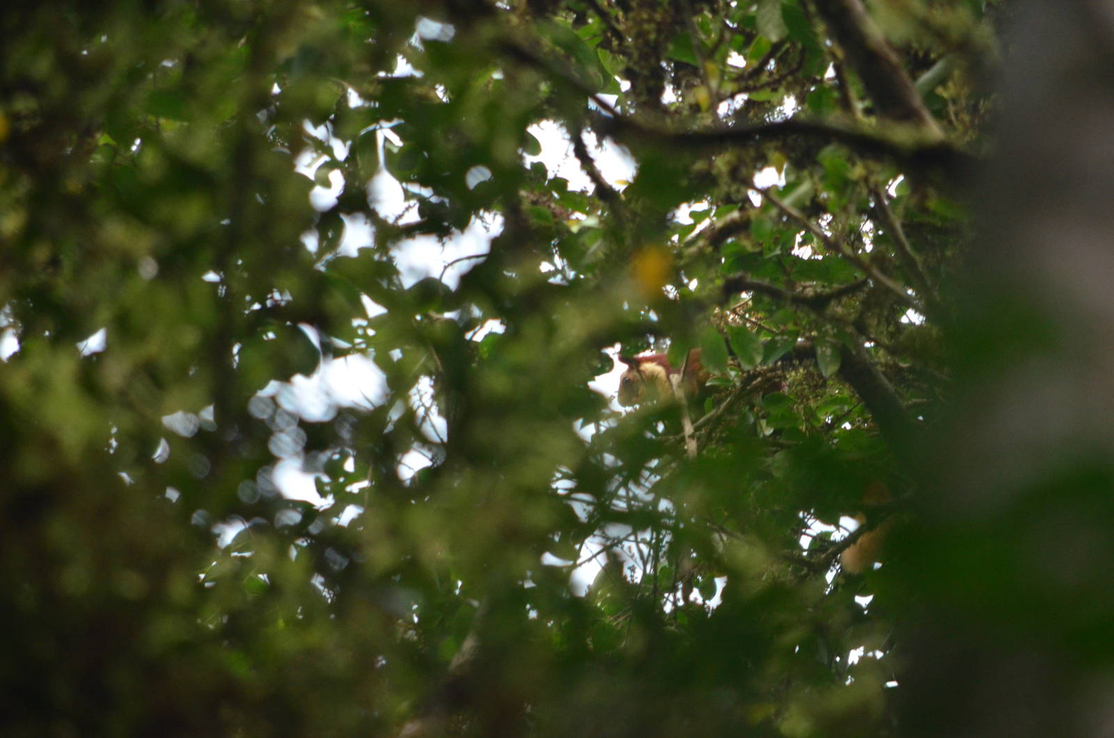 Indian giant squirrel (Ratufa indica)
