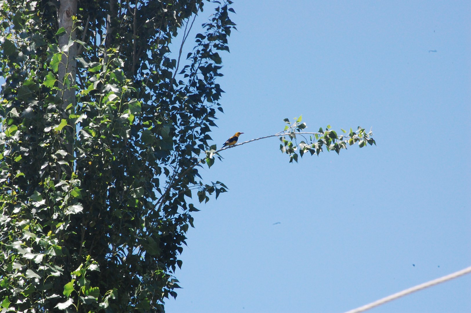 Indian golden oriole - Hunza 7/6/2019