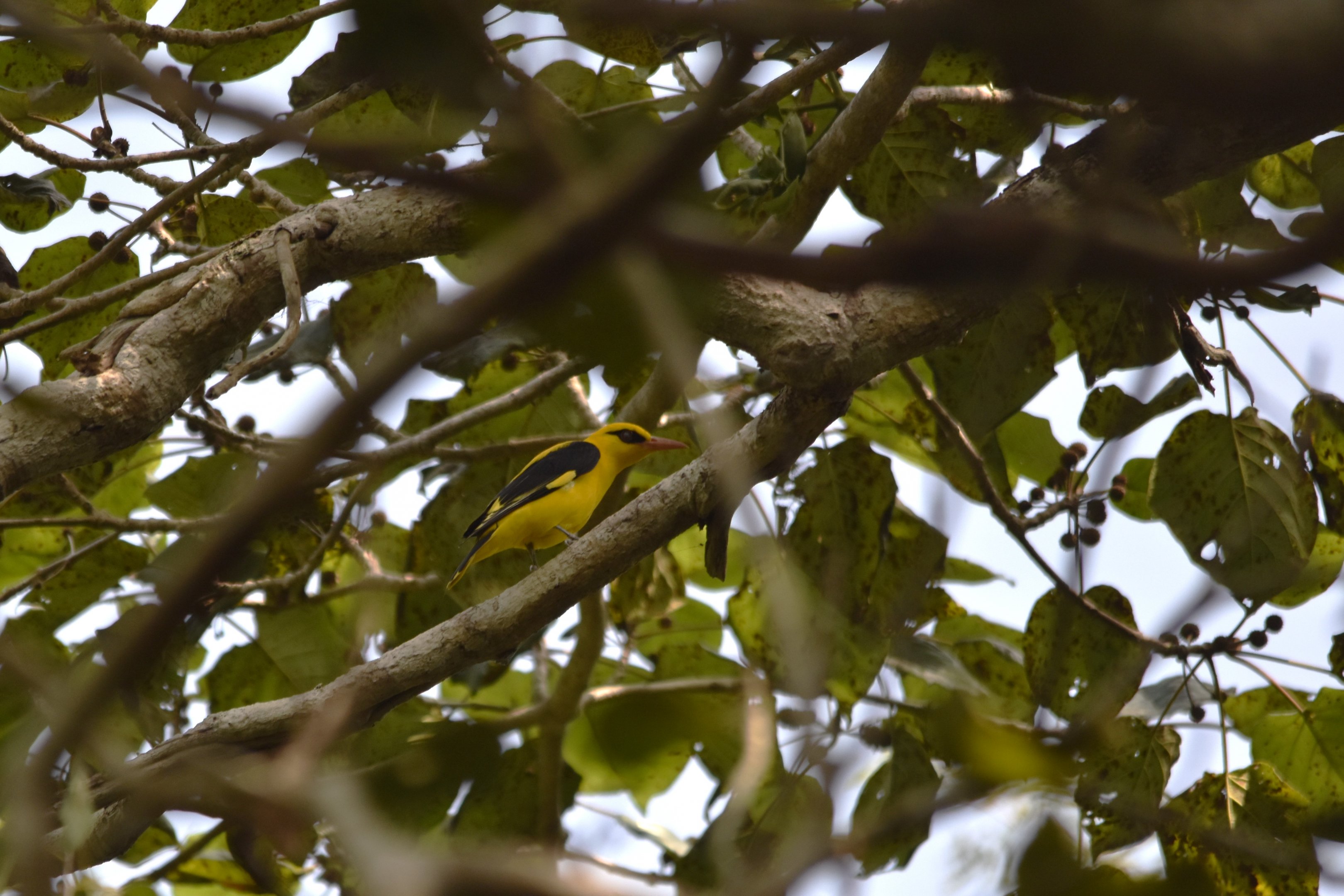 Indian Golden Oriole, Kabini River Lodge, 18th November 2024