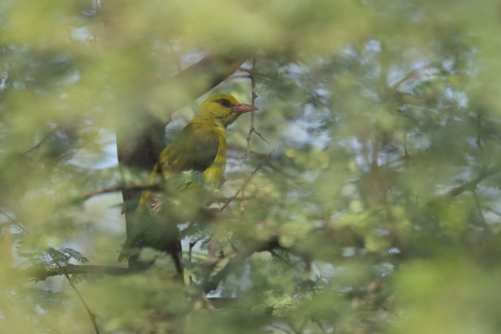 Indian Golden-Oriole Oriolus kundoo