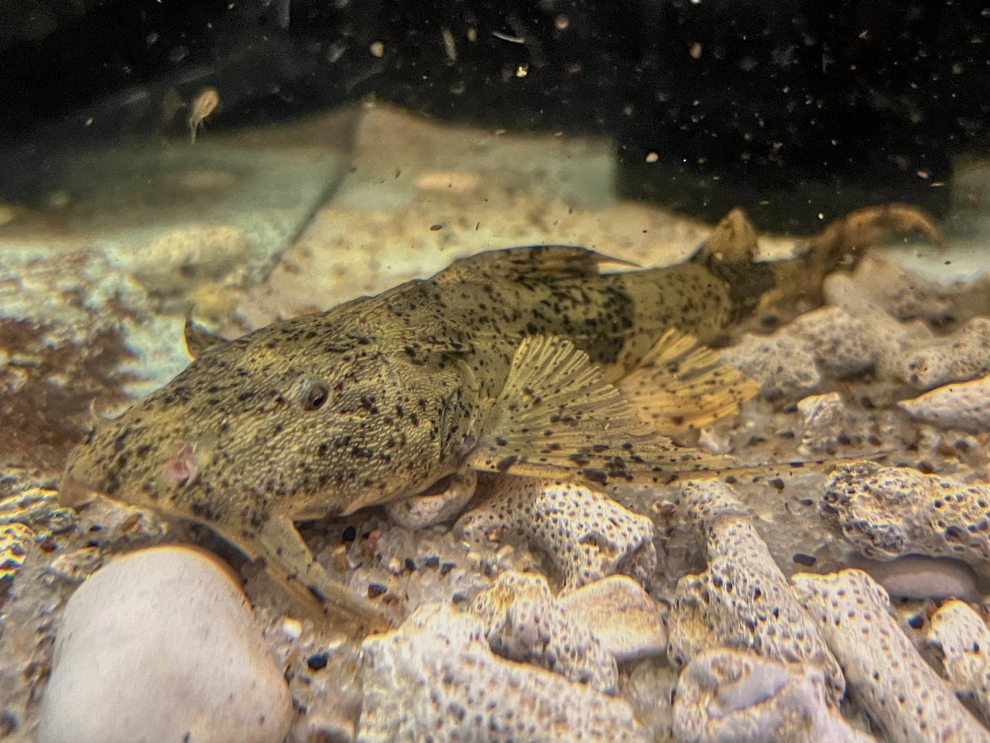 Indian Goonch (Bagarius bagarius)