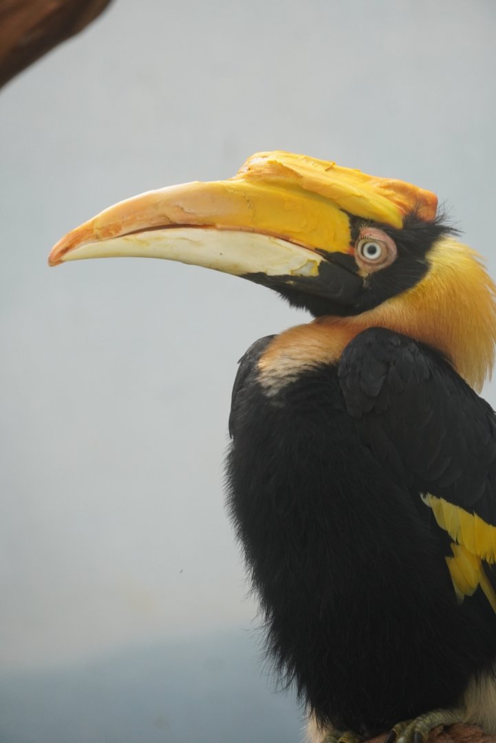 Indian Great Hornbill