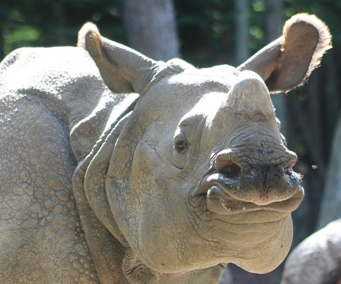 Indian greater one-horned rhinoceros