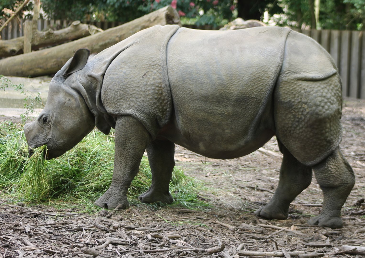 Indian greater rhino