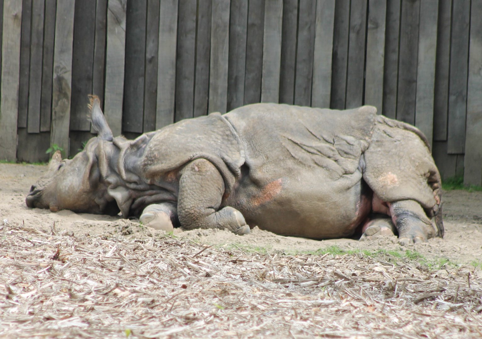 Indian greater rhino