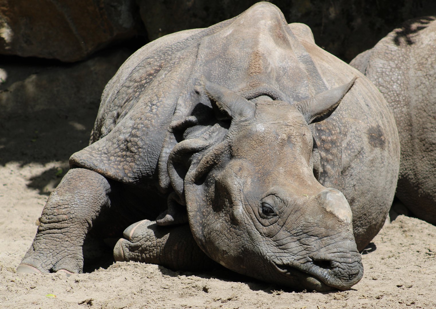 Indian greater rhino