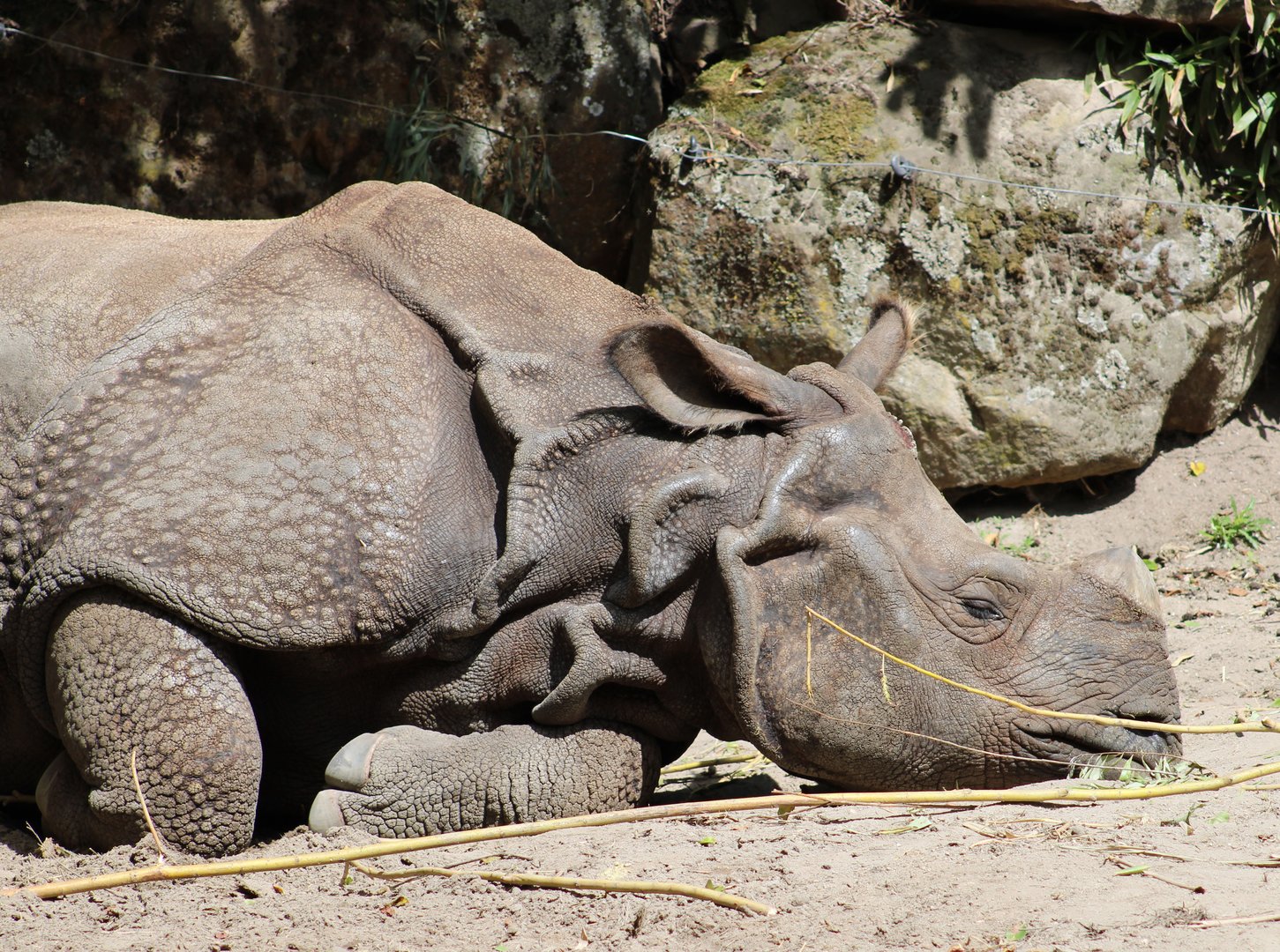 Indian greater rhino