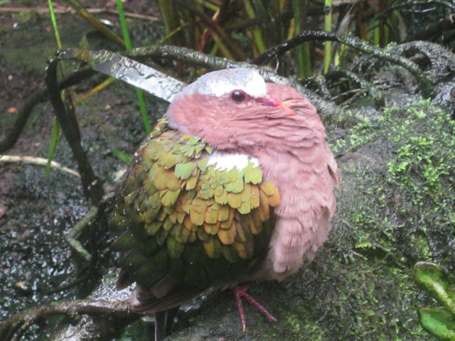 Indian Green-winged Dove 2016