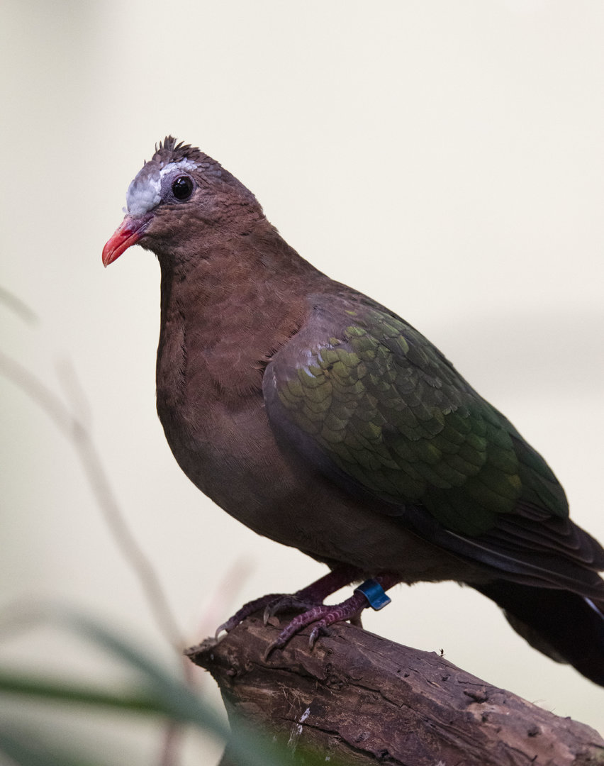 Indian Grey-capped emerald dove (Chalcophaps indica indica)