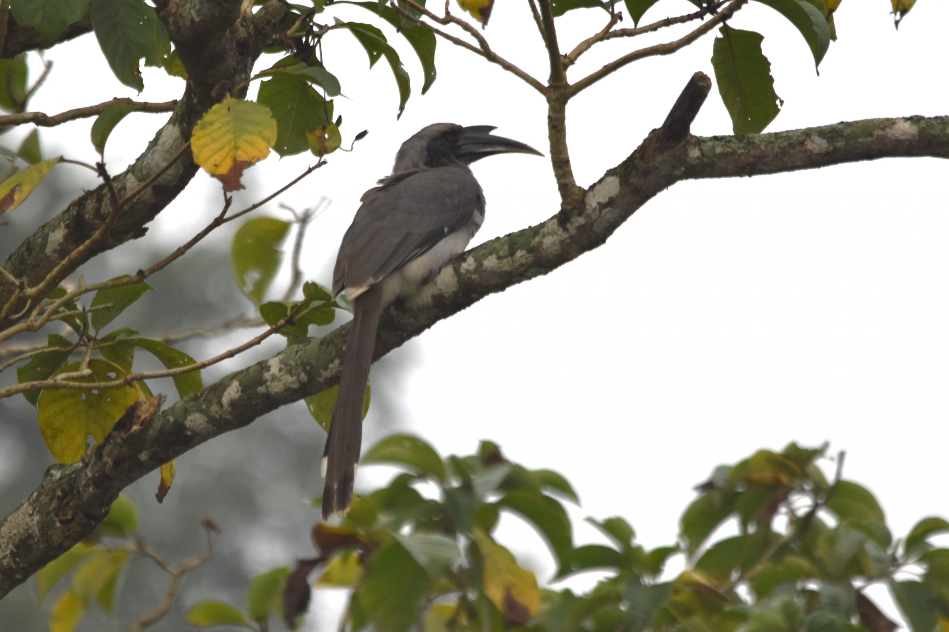 Indian Grey Hornbill, Nagarahole Tiger Reserve, 19th November 2024
