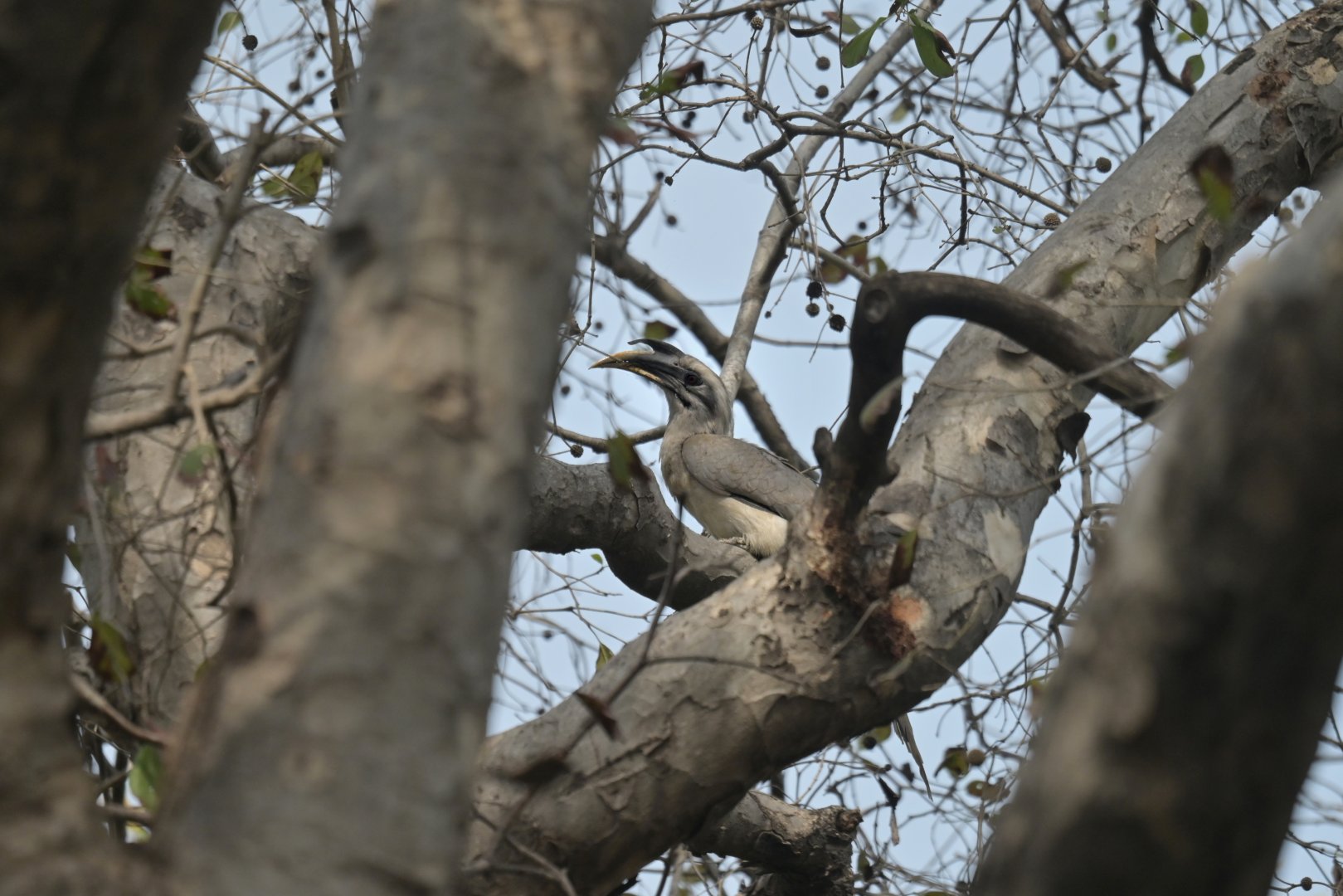 Indian Grey-Hornbill Ocyceros birostris
